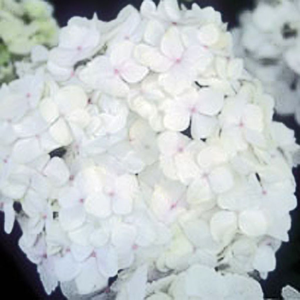 Hydrangea macrophylla Bichon Blanc