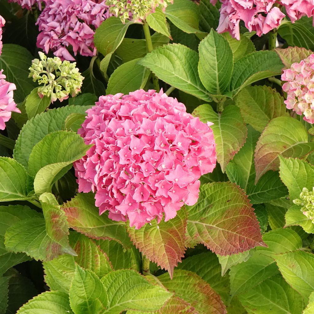 Hydrangea macrophylla Beautensia Spike