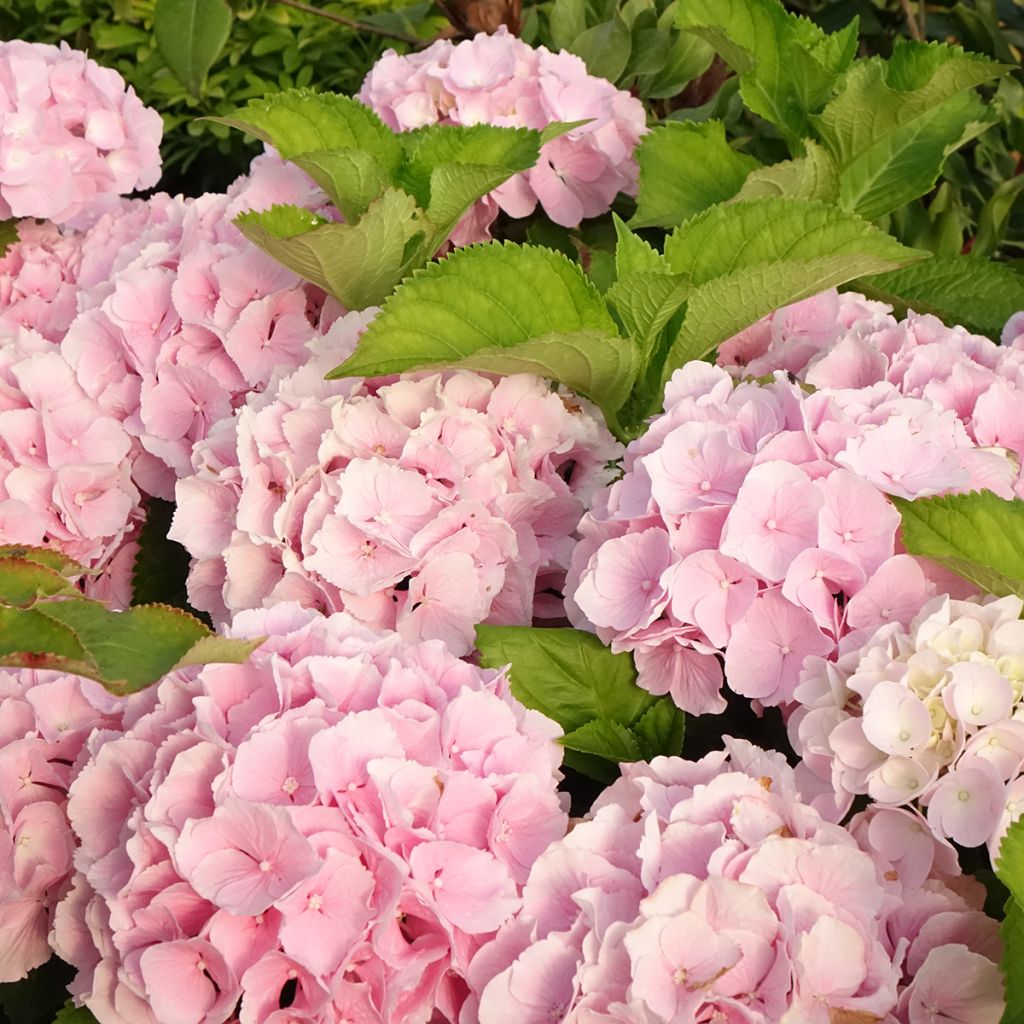 Hydrangea macrophylla Everbloom Pink Wonder- Mophead Hydrangea