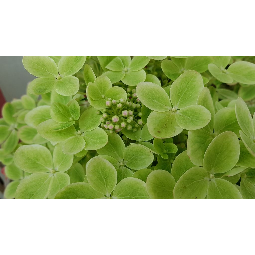 Hydrangea paniculata Pastelgreen