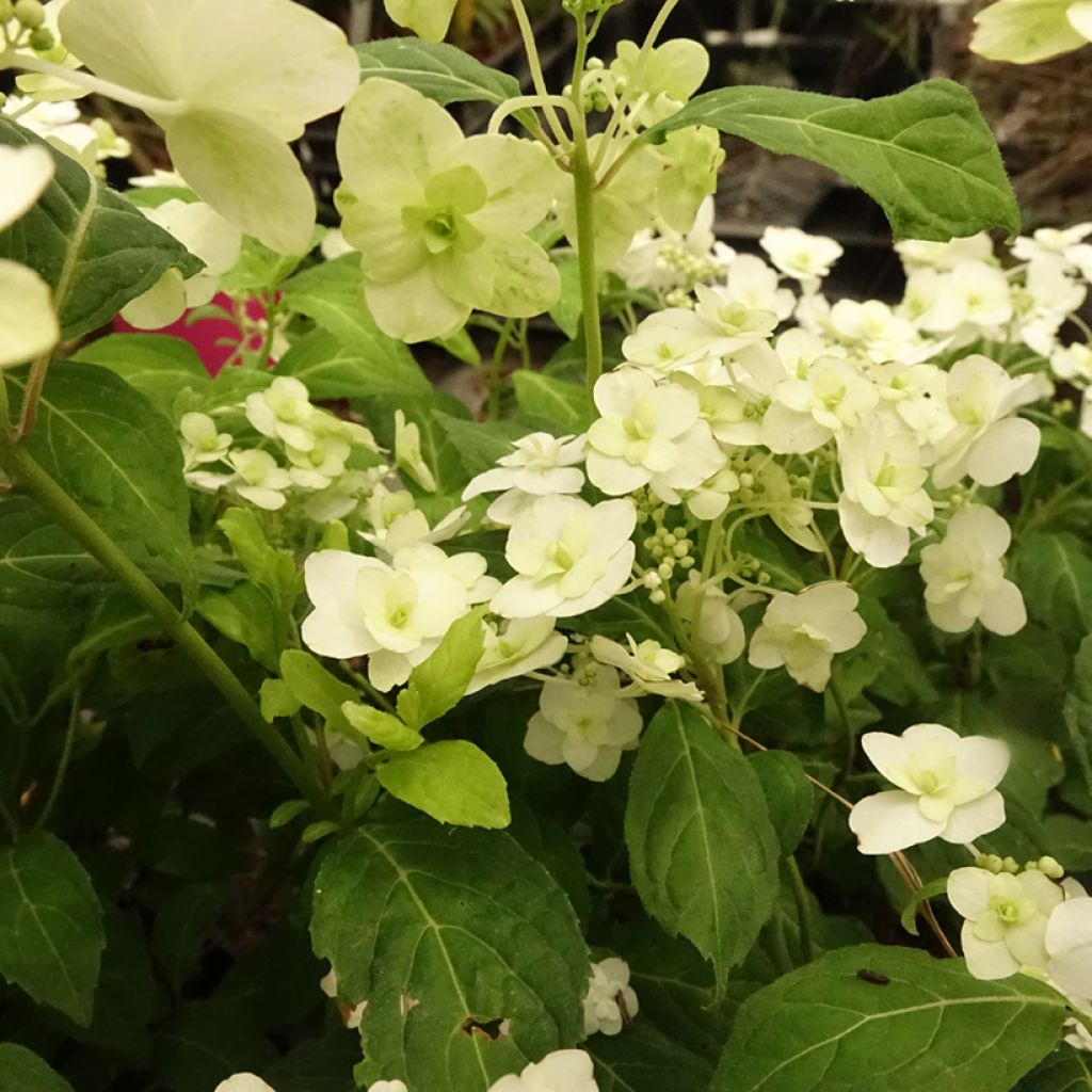 Hydrangea serrata White on White - Mountain Hydrangea