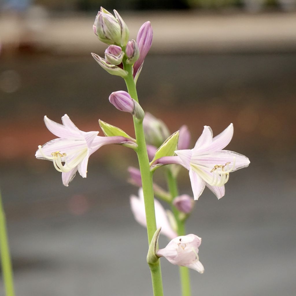 Hosta Striptease