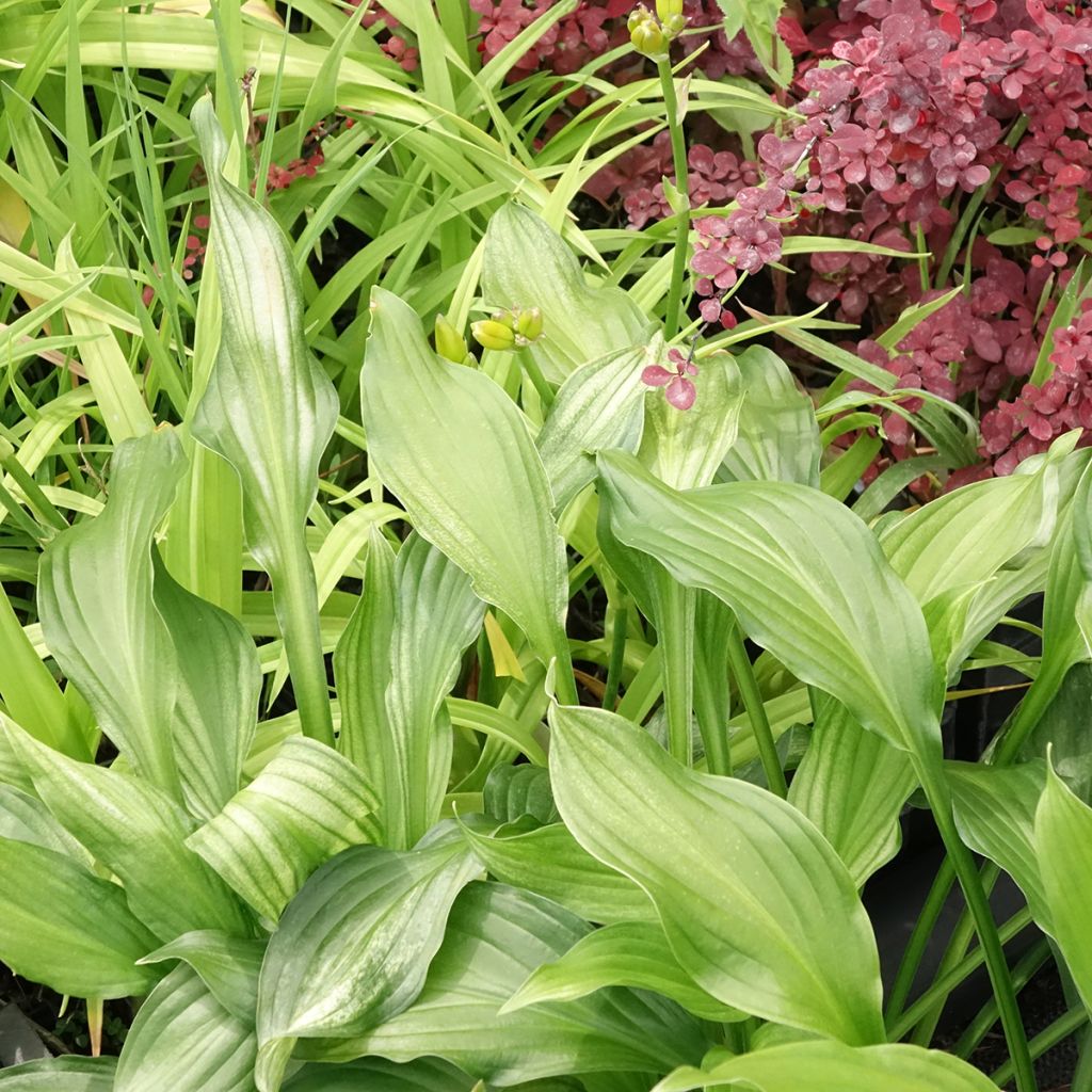 Hosta  White Feather