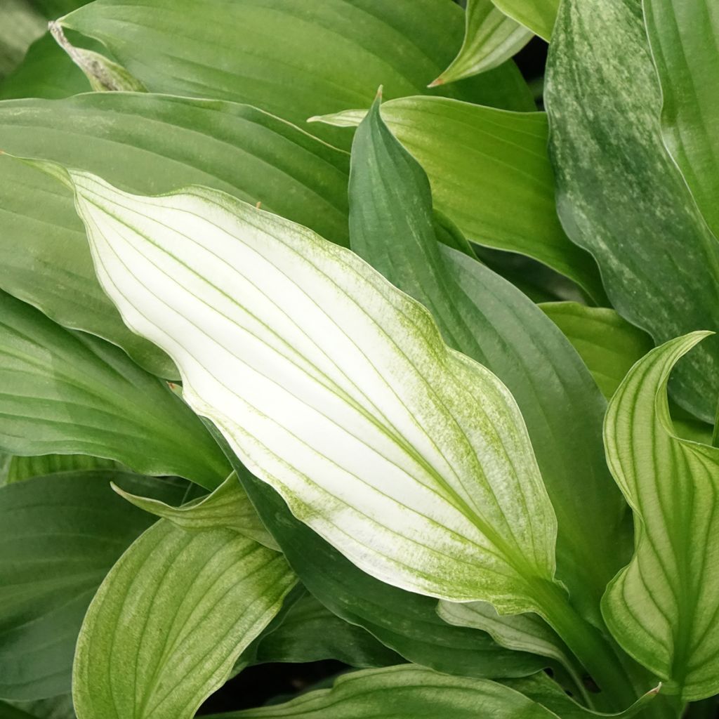 Hosta  White Feather