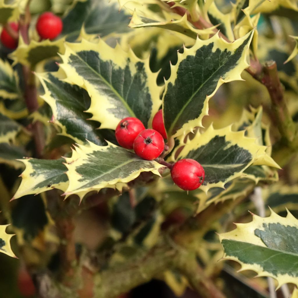 Ilex aquifolium Argenteomarginata - Common Holly