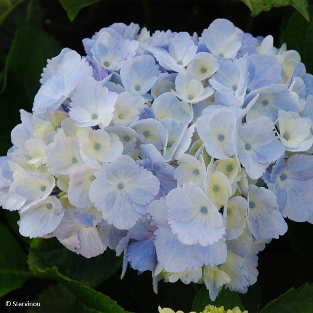 Hydrangea macrophylla Amethyst 