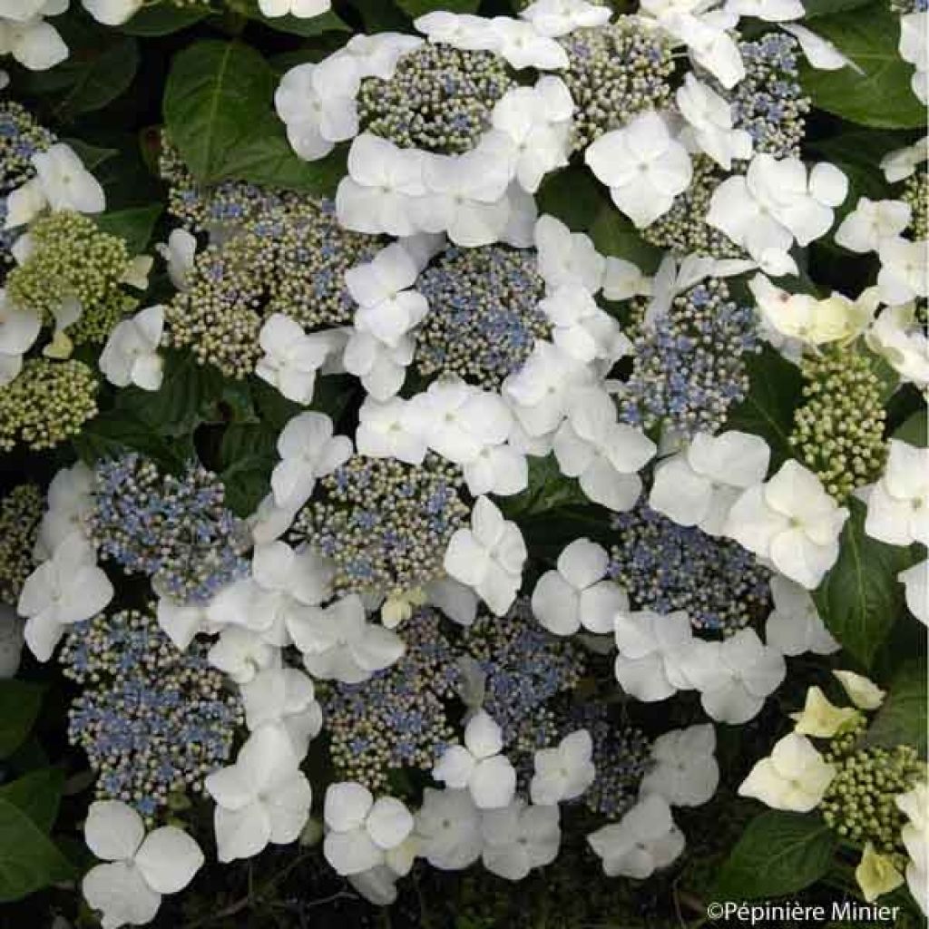 Hydrangea macrophylla Great Star Blanc Bleu