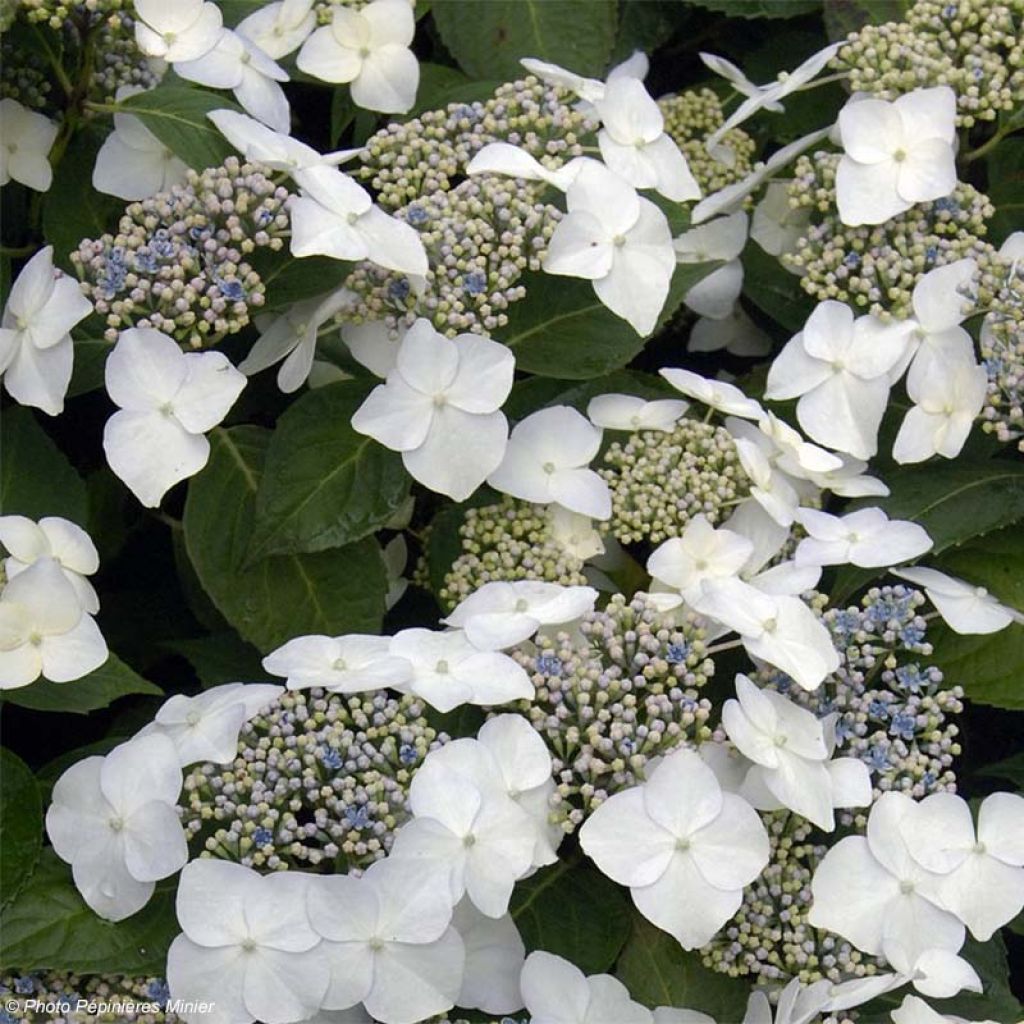 Hydrangea macrophylla Great Star Blanc Bleu