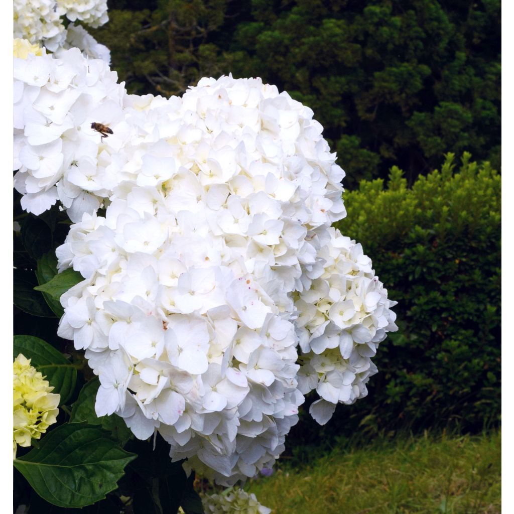 Hortensia - Hydrangea macrophylla Immaculata