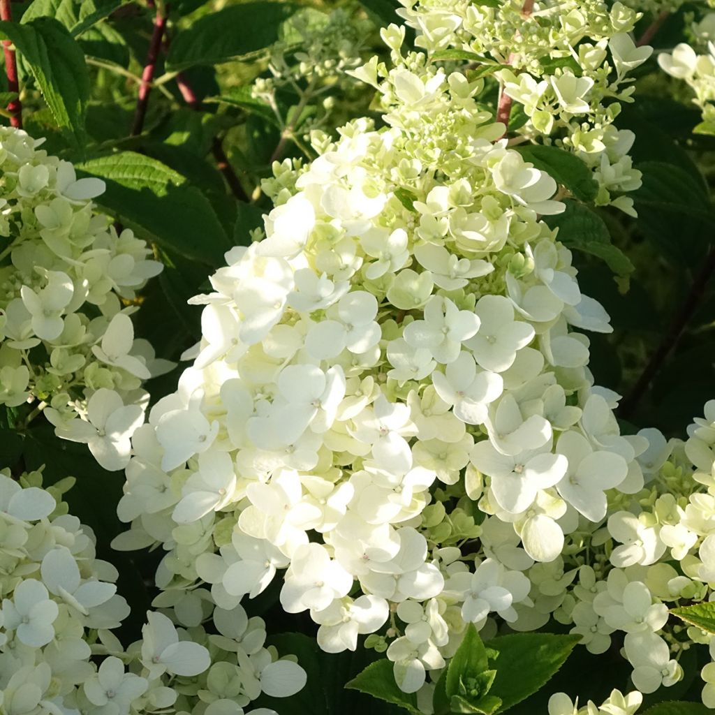 Hydrangea paniculata Fire Light