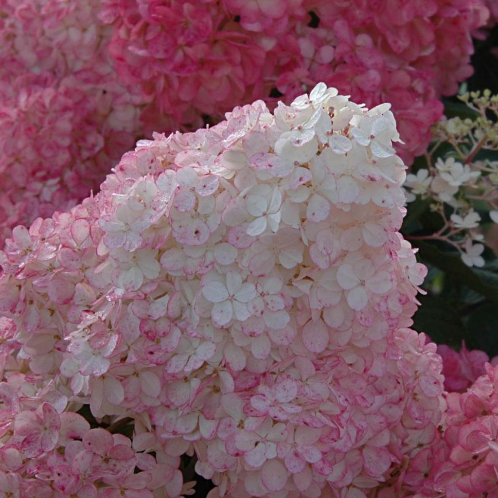 Hydrangea paniculata Vanille Fraise