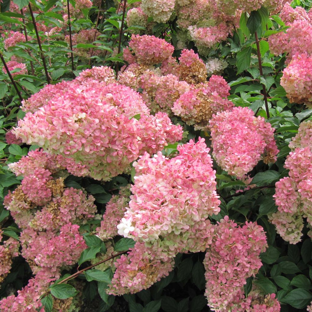 Hydrangea paniculata Vanille Fraise