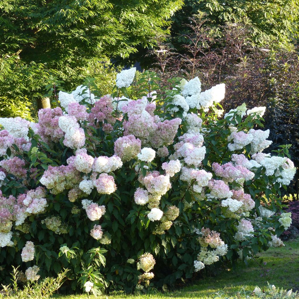 Hydrangea paniculata Vanille Fraise