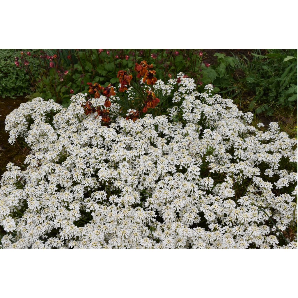 Iberis sempervirens Snowflake - Candytuft, Evergreen Candytuft