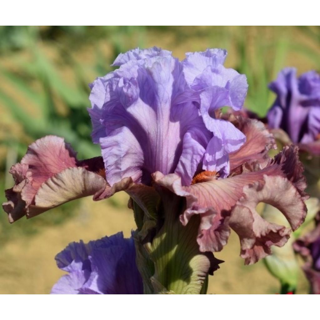 Iris germanica Adoranova - Bearded Iris