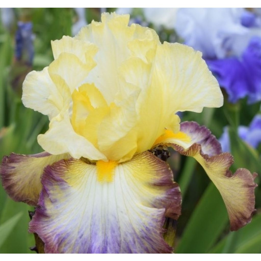 Iris germanica Above The Rim - Bearded Iris