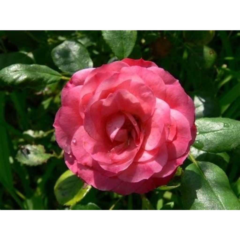 Rosa Patte de Velours - Shrub Rose