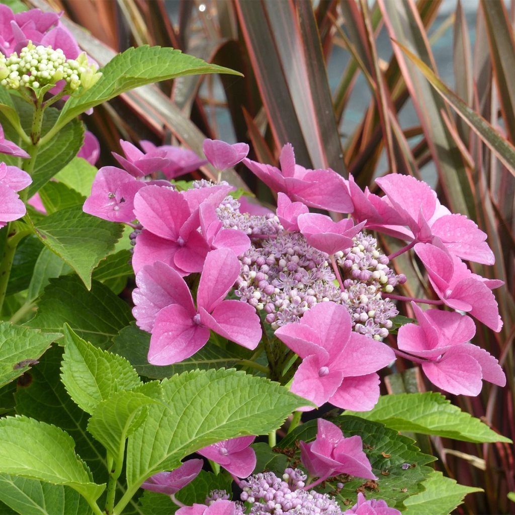 Hydrangea macrophylla Teller Pink