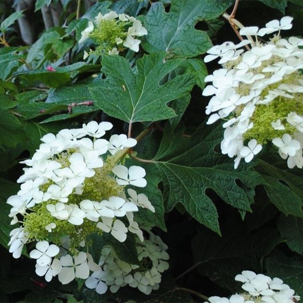 Hydrangea quercifolia Sikes Dwarf