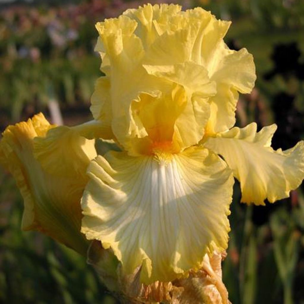 Iris Big Dipper