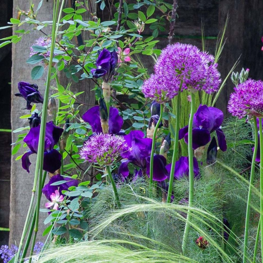 Iris germanica Black Knight - Bearded Iris