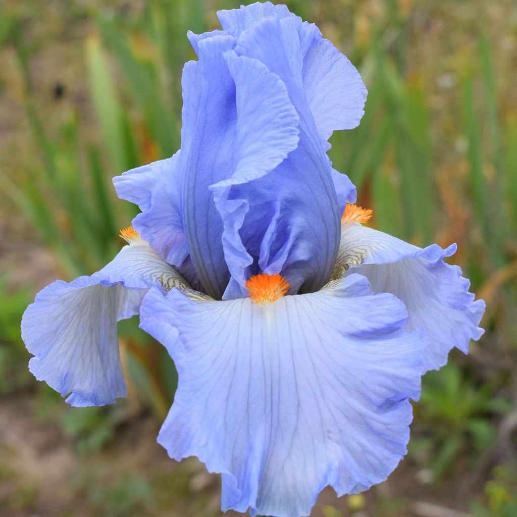 Iris Princesse Caroline de Monaco - Tall Bearded Iris