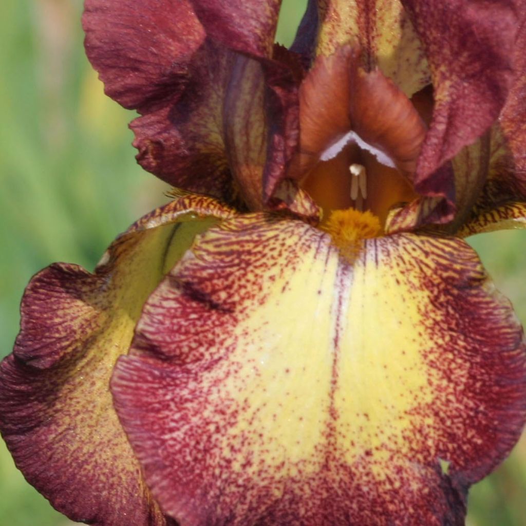 Iris Provençal - Tall Bearded Iris