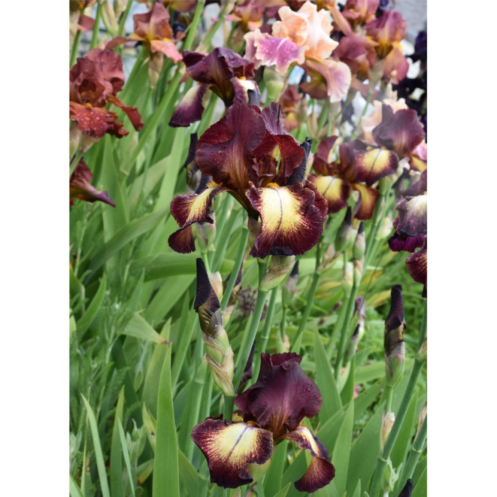 Iris Provençal - Tall Bearded Iris