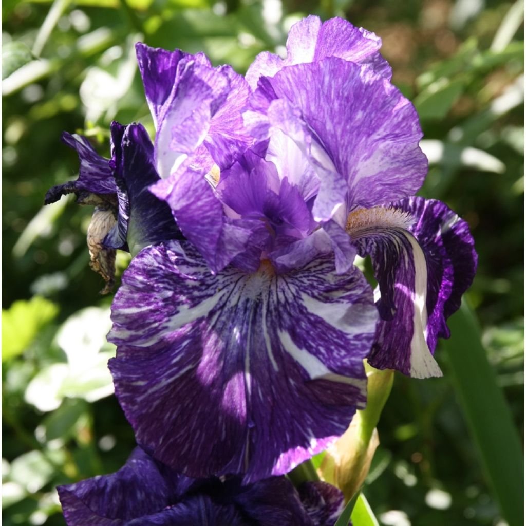 Iris germanica Batik - Bearded Iris