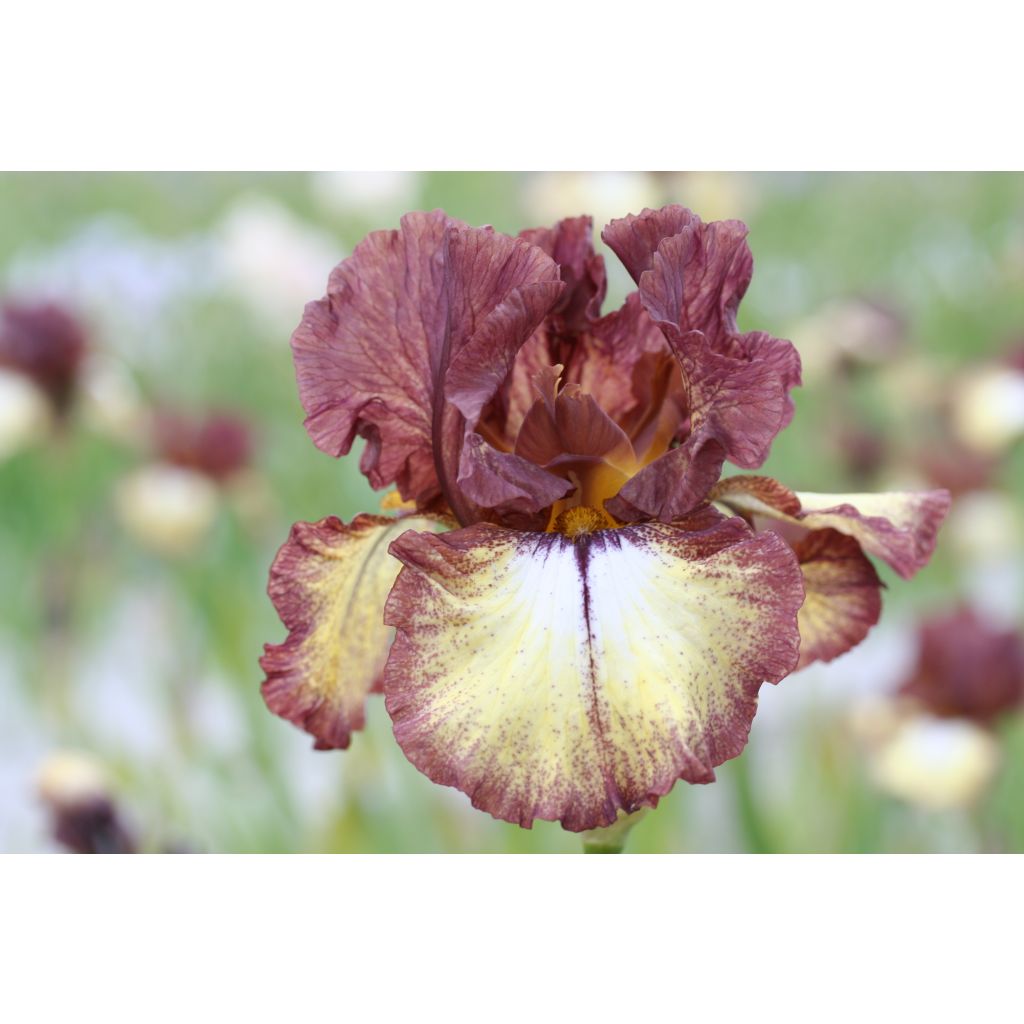 Iris germanica Flamenco