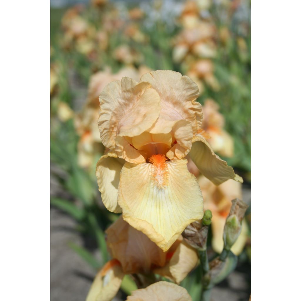 Iris Skyfire - Tall Bearded Iris