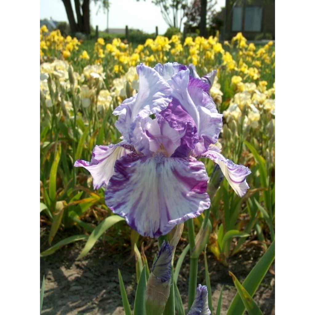 Iris germanica Batik - Bearded Iris