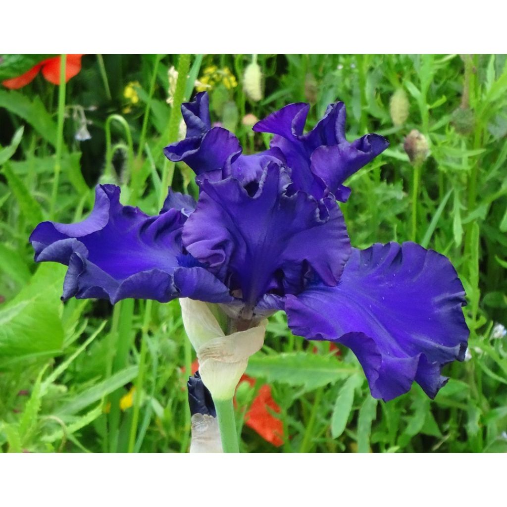Iris germanica High Stakes - Bearded Iris