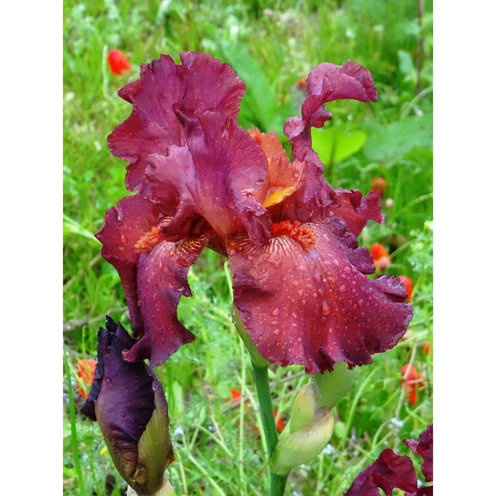 Iris germanica Lady Friend