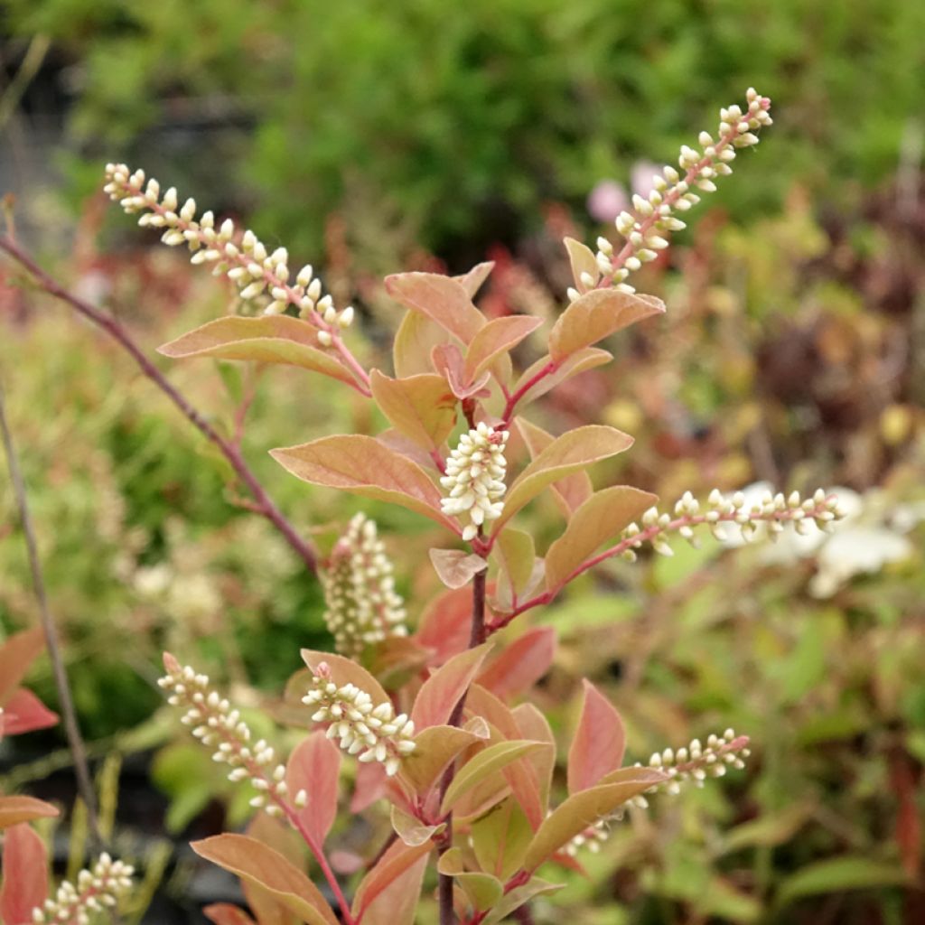 Itea virginica Henrys Garnet