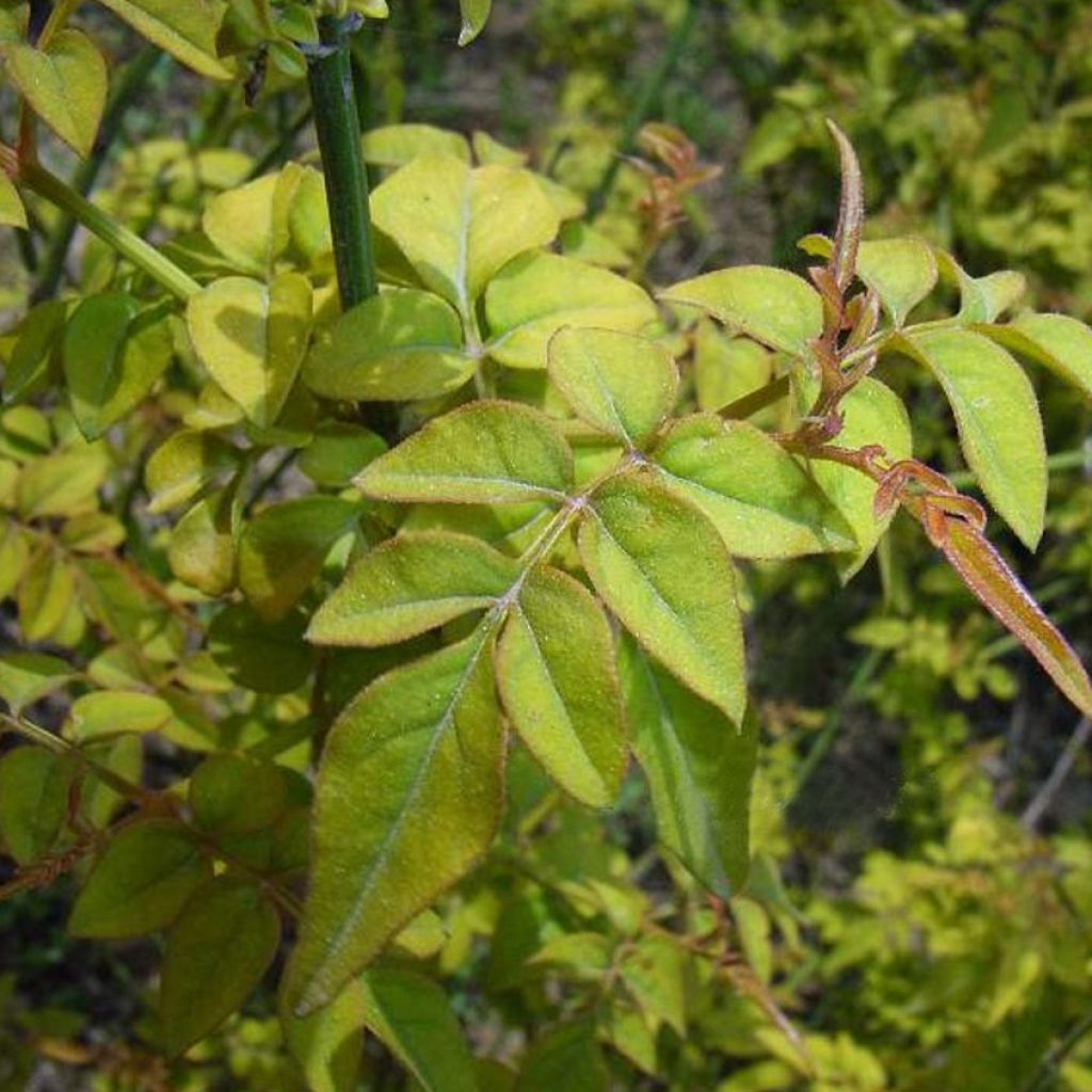 Jasminum officinalis Aureum - Common Jasmine