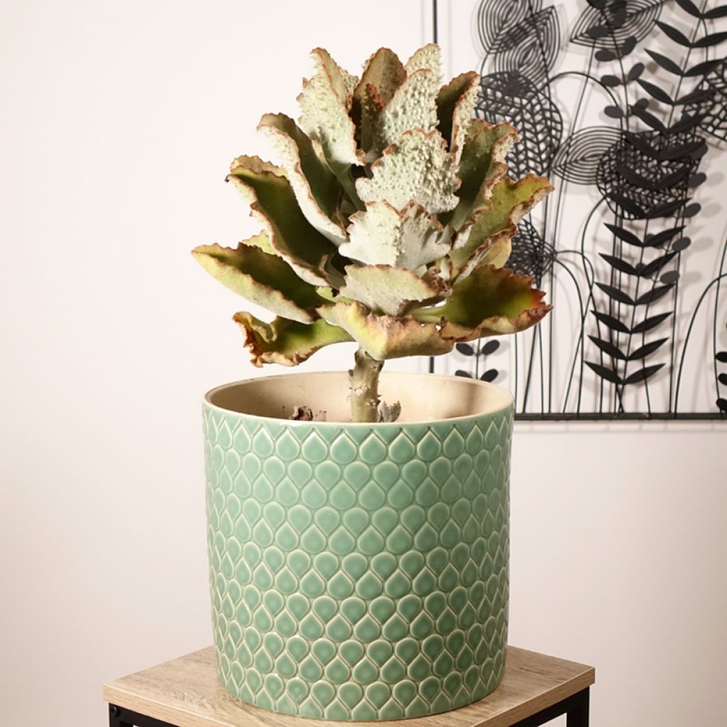 Kalanchoe beharensis Fang - Felt plant