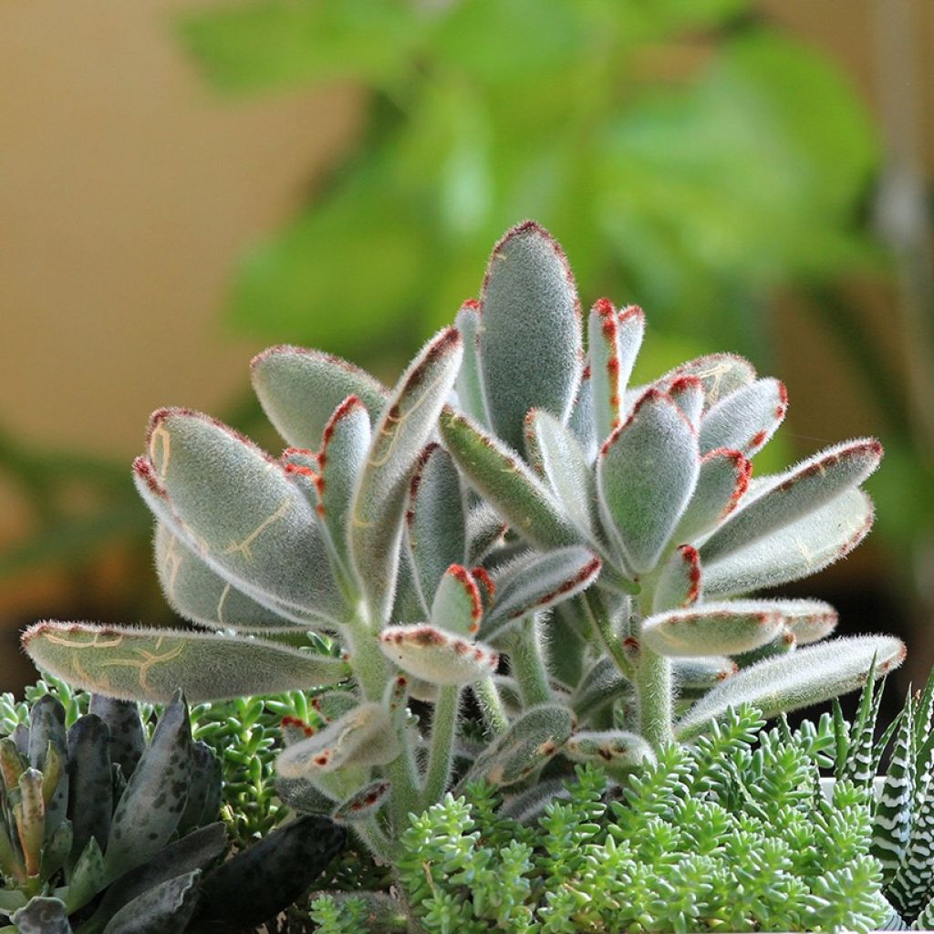 Kalanchoe tomentosa