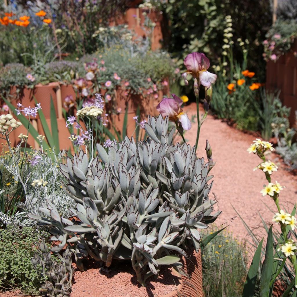 Kalanchoe tomentosa