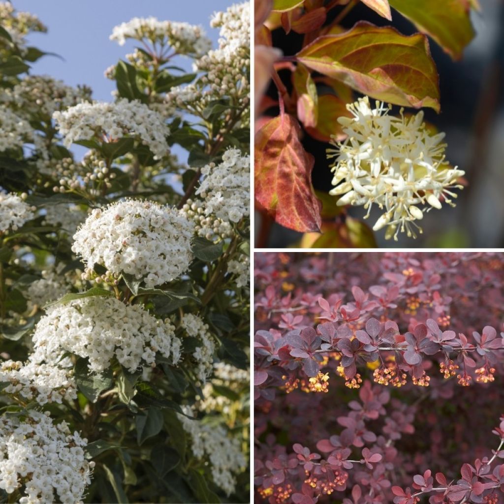 Low Eco Hedge Collection - Berberis thunbergii Atropupurea, Viburnum tinus and Cornus sanguinea Winter Beauty