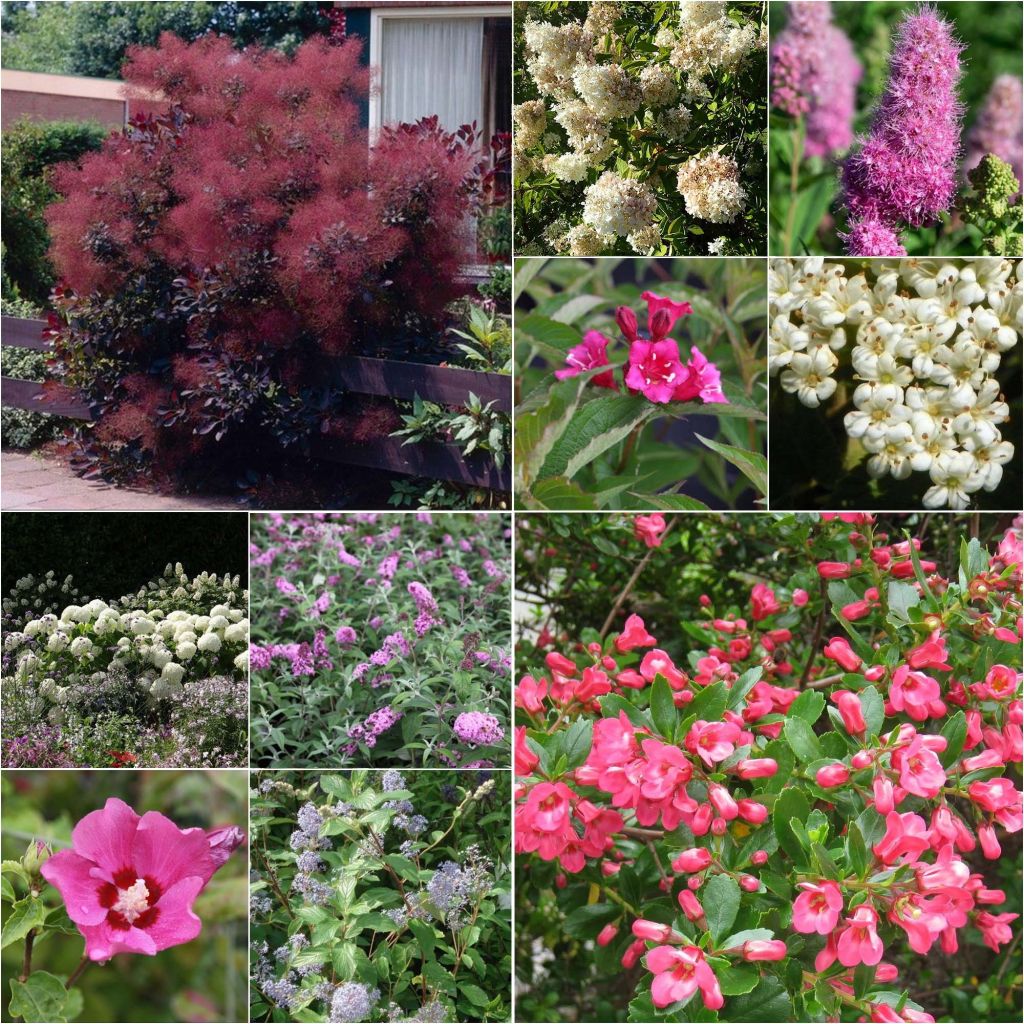 Summer Flowering Eco Hedge Collection