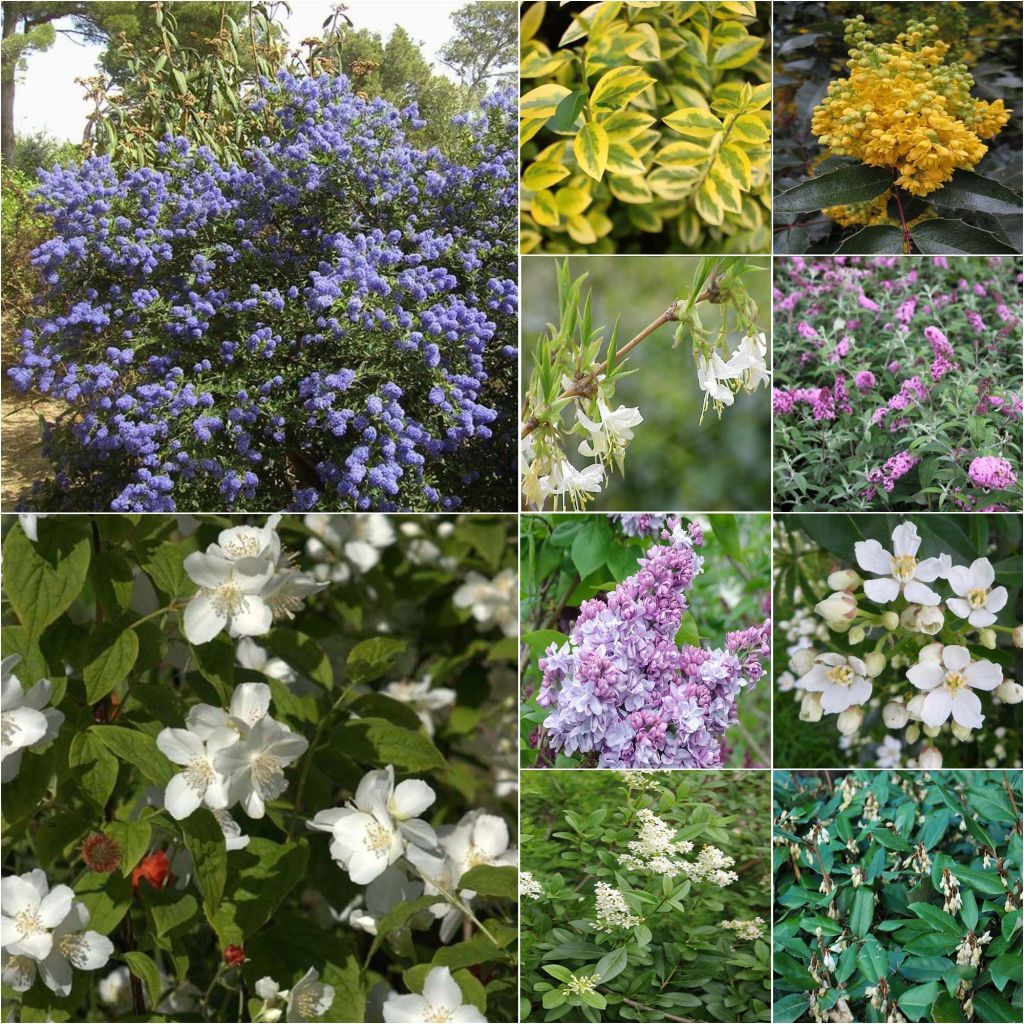 Scented and Flowering Eco Hedge Kit