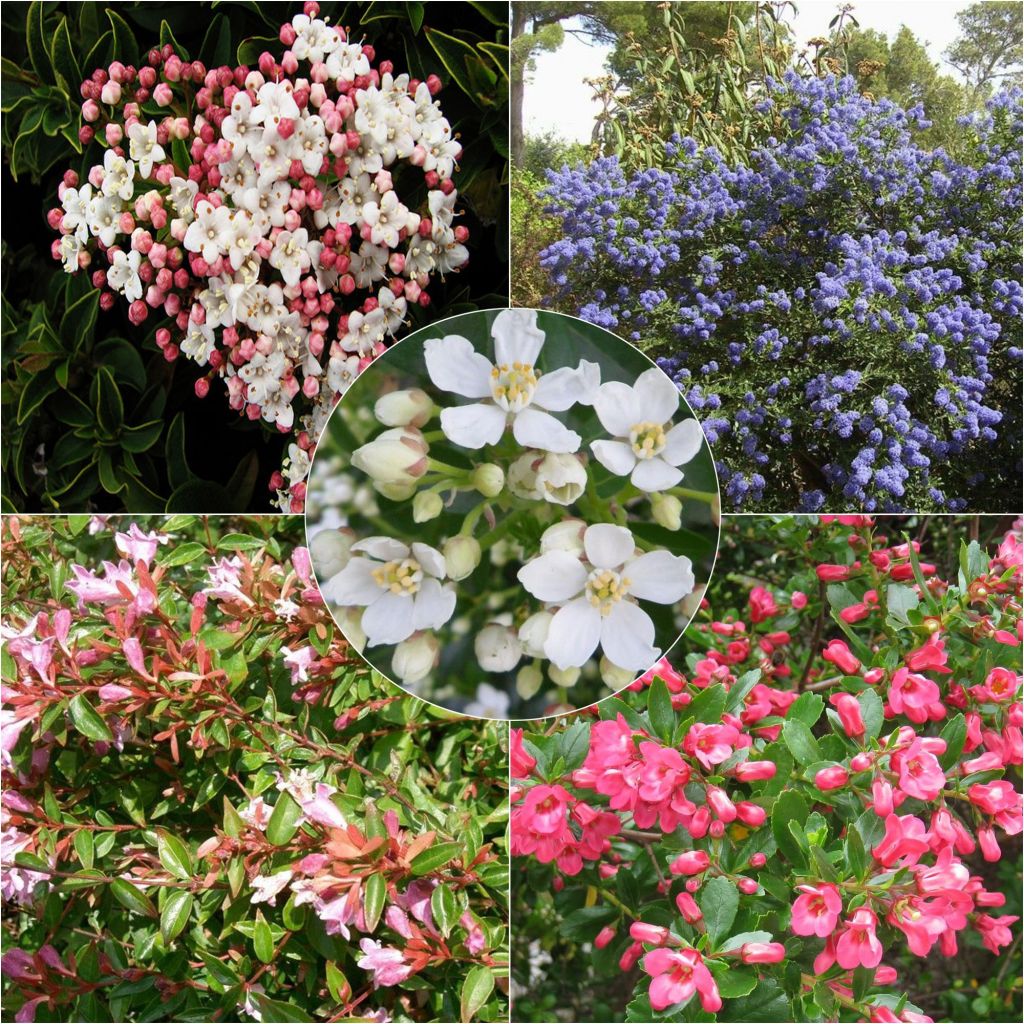 Evergreen Flowering Eco Hedge Collection