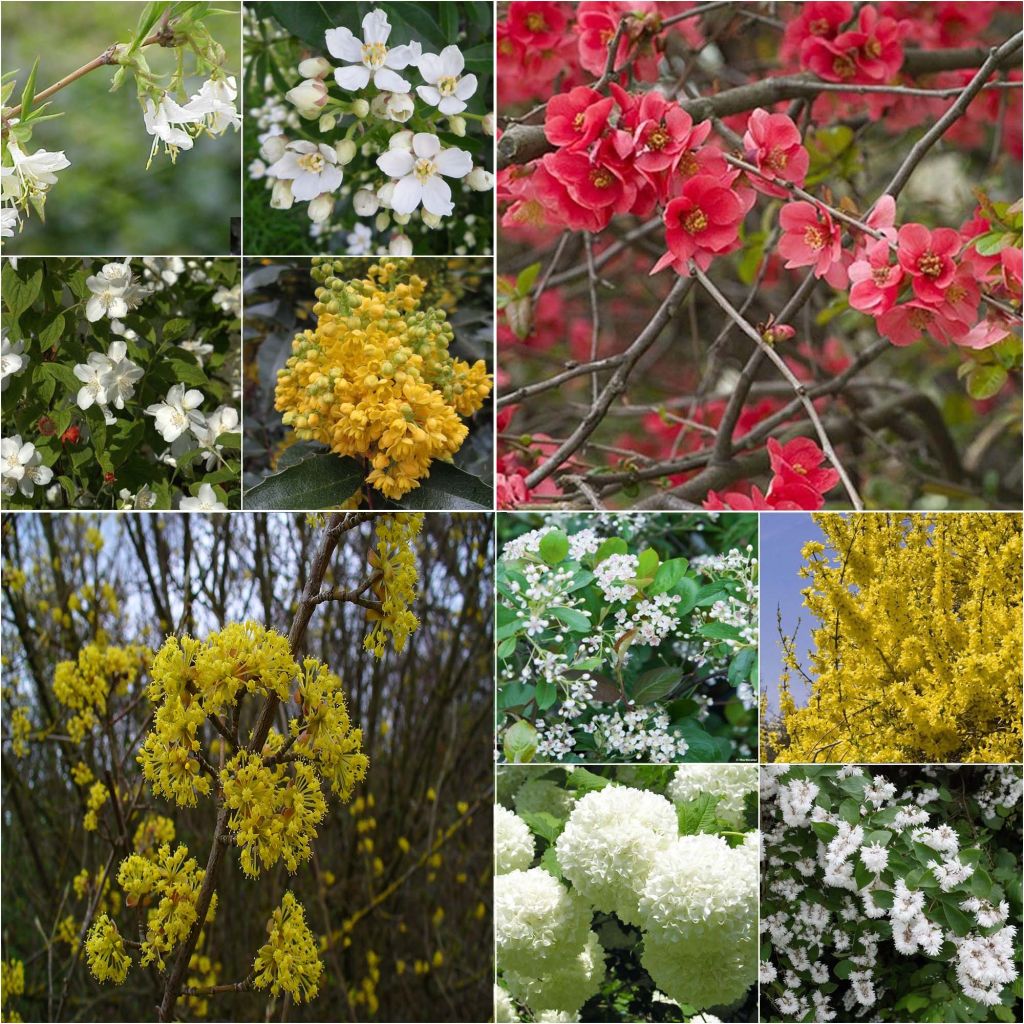 Spring flowered eco hedge kit to Spring Flowering Eco Hedge Collection