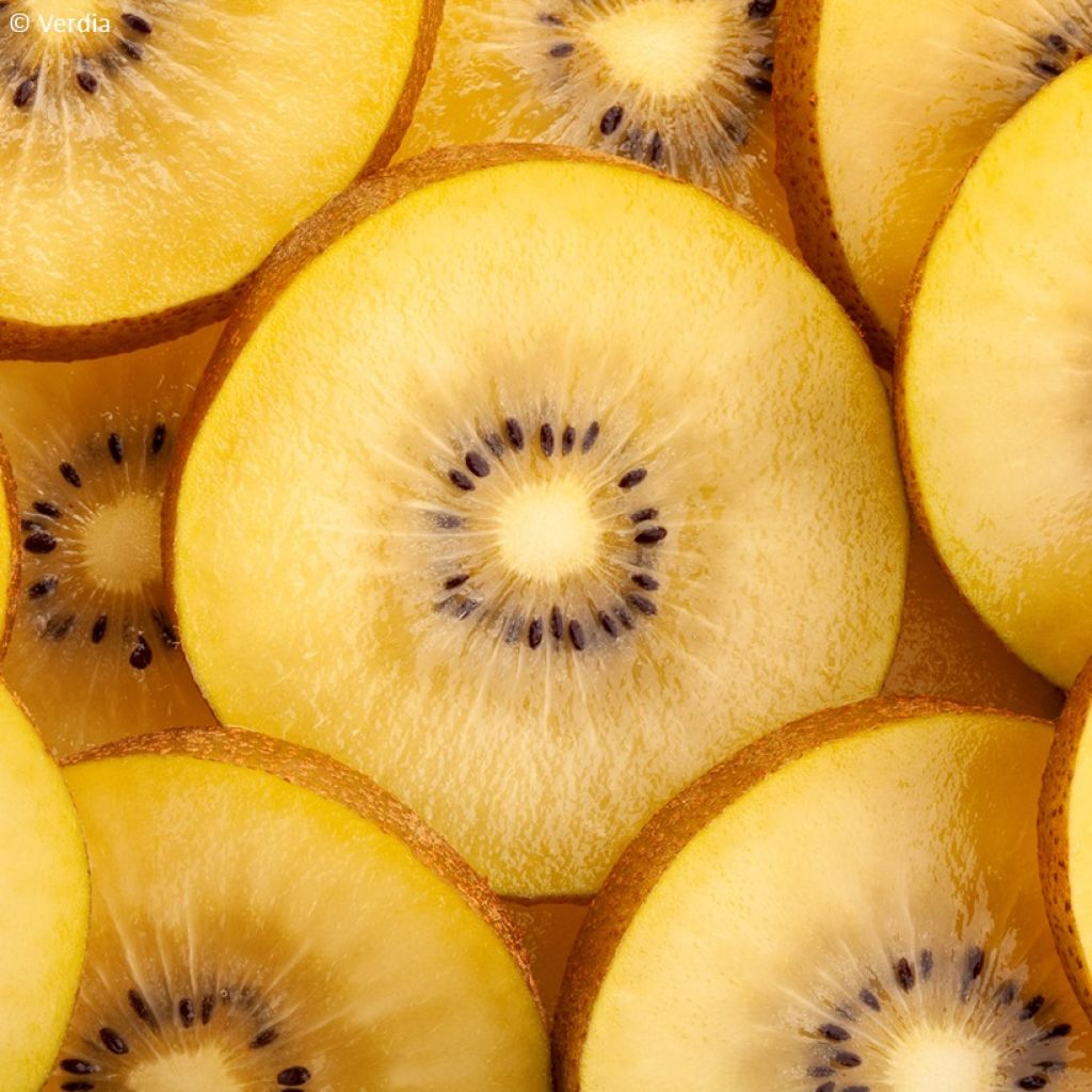 Kiwi Plant kiw'Happy male and female duo - Actinidia deliciosa