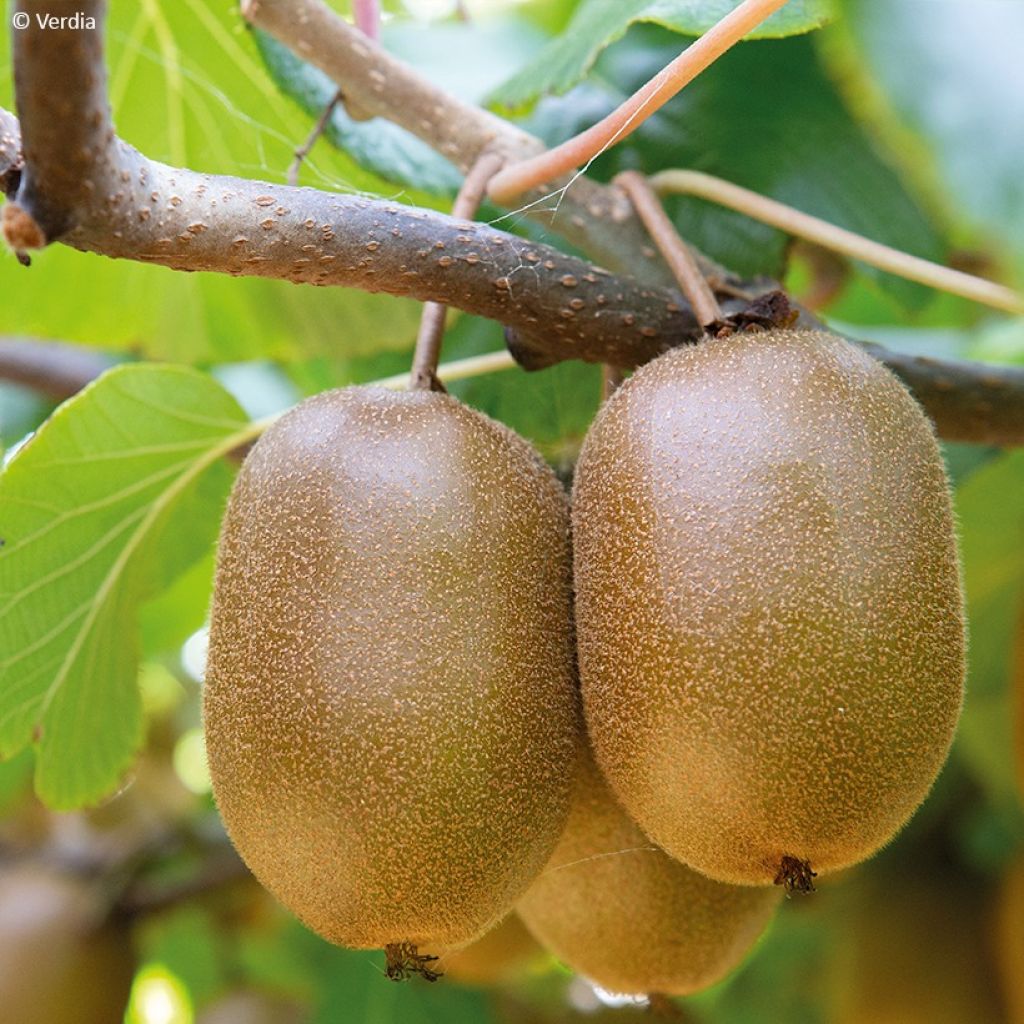 Kiwi Plant kiw'Happy male and female duo - Actinidia deliciosa