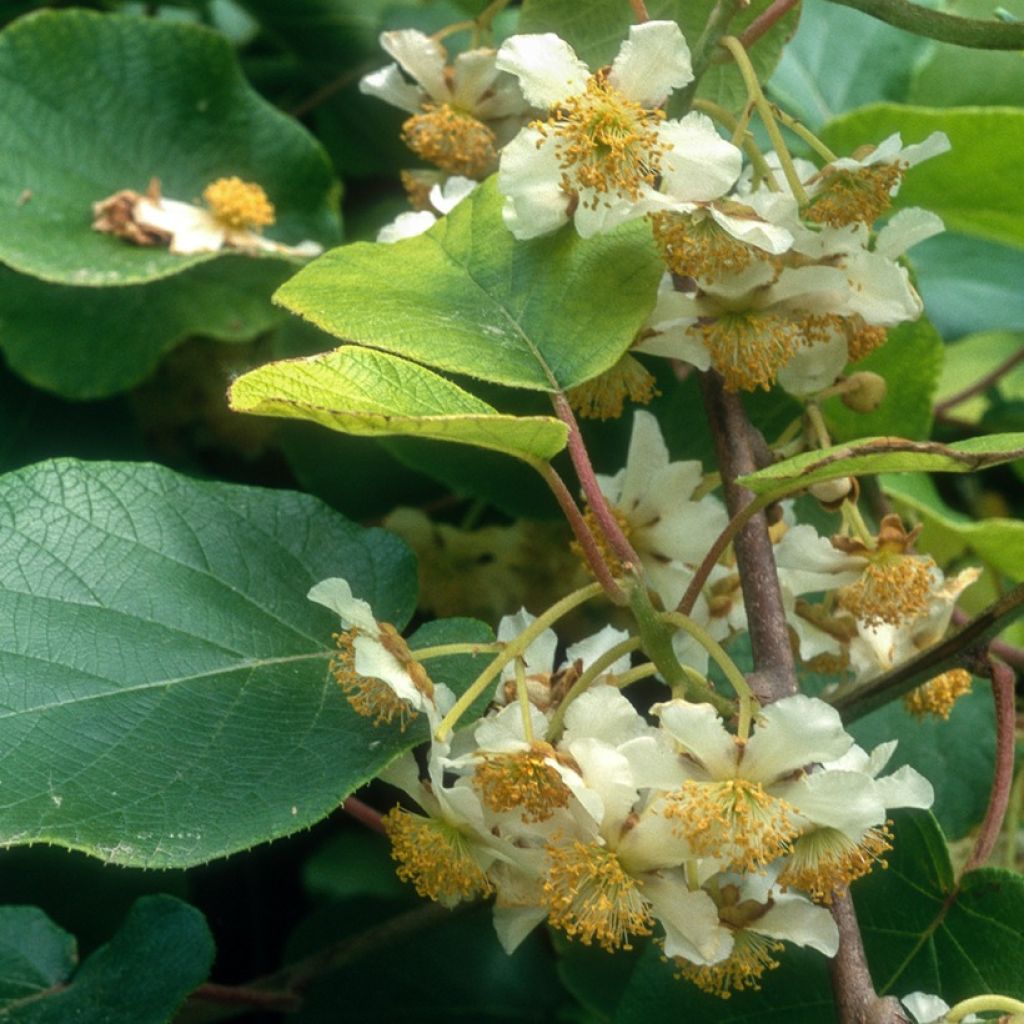 Kiwi Plant kiw'Happy male and female duo - Actinidia deliciosa