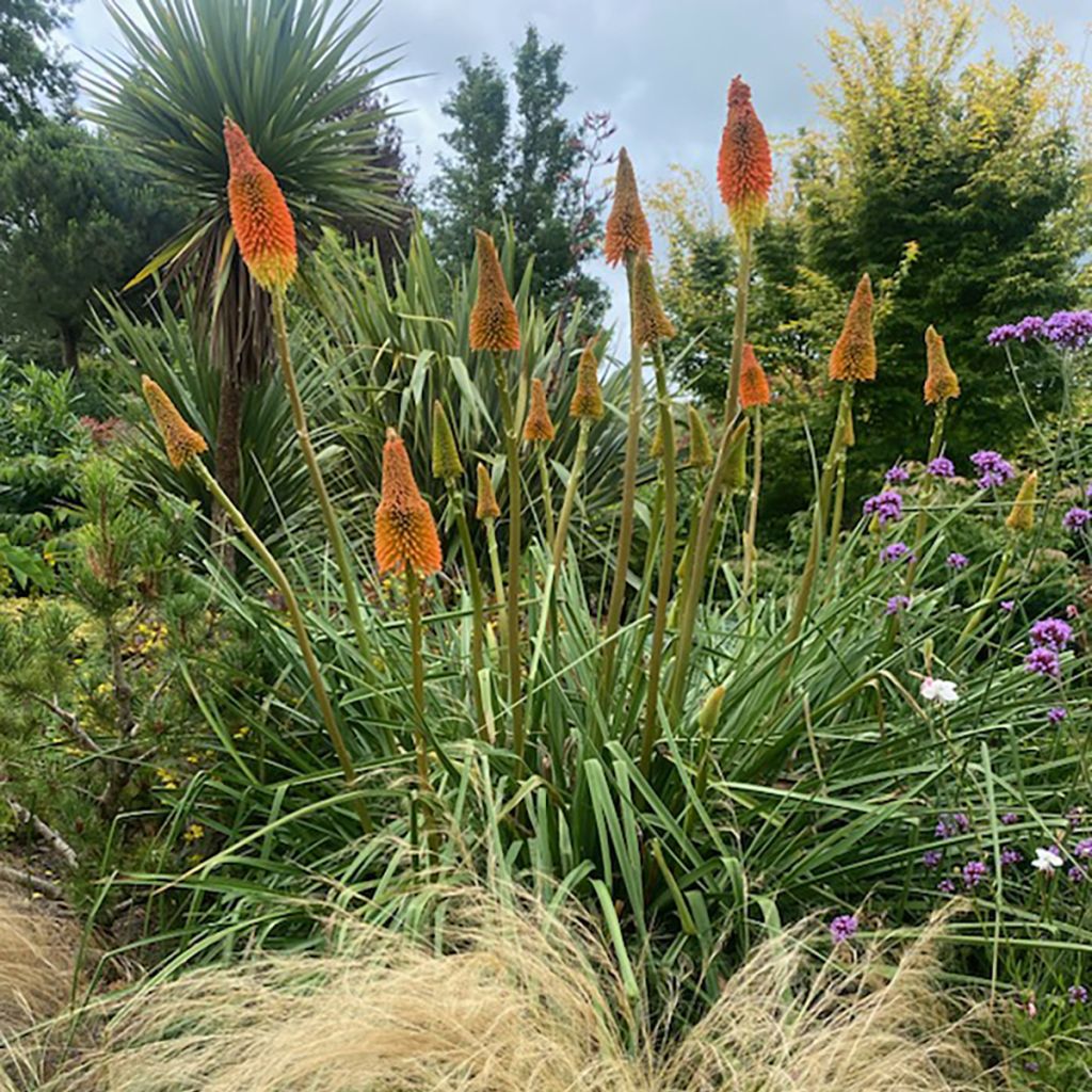 Kniphofia uvaria Nobilis