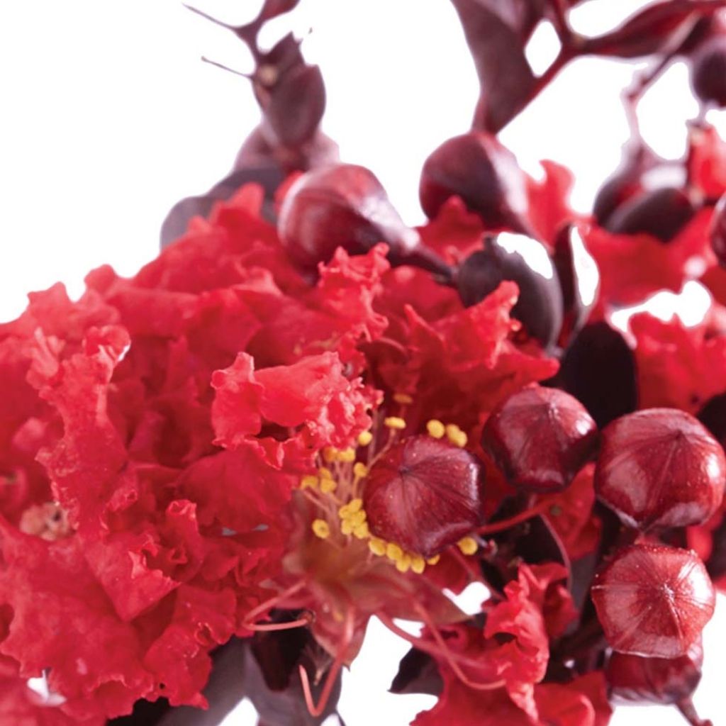 Lagerstroemia indica Black Solitaire Crimson Red - Crape Myrtle