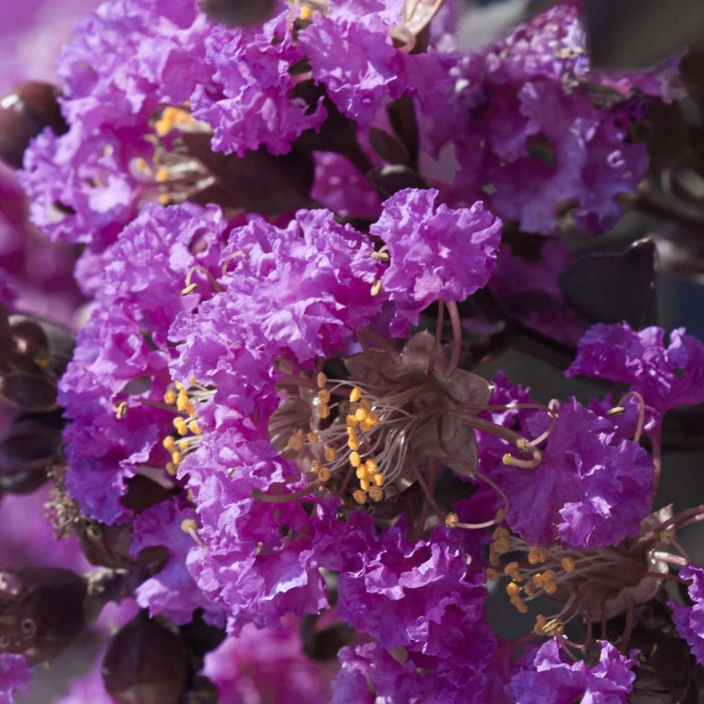 Lagerstroemia indica Black Solitaire Purely Purple - Crape Myrtle